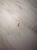 Solid White Shell